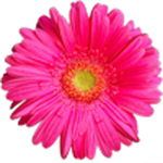 Gerbera in Pink